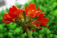 Chậu hoa đất sét- Chậu hoa Đại Quân Tử ( Clivia flower)