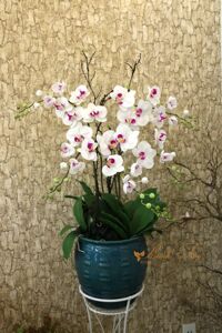 Chậu  Hoa Đất sét – Chậu hoa Hồ điệp trắng 5 cành