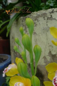 Chậu  Hoa Đất sét – Chậu hoa Địa Lan vàng 3 nhánh