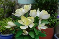 Chậu  Hoa Đất sét – Chậu hoa Mộc Lan trắng tô vàng