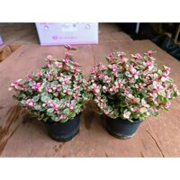 Chậu hoa đô la , dola siêu đẹp / cây vàng bạc cho khách nghiền hoa đẹp