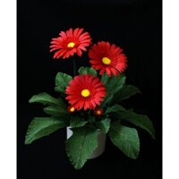 Chậu hoa đồng tiền nhỏ màu đỏ giấy để bàn.