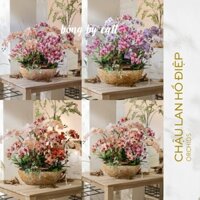 Chậu hoa giả Lan Hồ Điệp đại cao cấp - Chậu Lan Hồ Điệp sang trọng trang trí nhà cửa, phòng khách, đại sảnh siêu đẹp