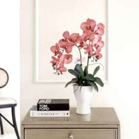 Chậu hoa giả lan hồ điệp để bàn 2 cành cao 60cm trang trí nhà cửa, bàn làm việc, kệ tủ siêu đẹp thương hiệu BÔNG BY CATT