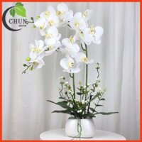 Chậu hoa giả lan hồ điệp để bàn 2 nhánh cao 60cm trang trí nhà cửa, bàn làm việc, kệ tủ siêu đẹp CL2