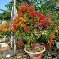 Chậu Hoa Giấy Bonsai Lớn ( mix màu ) siêu hoa