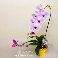 Chậu Hoa Hồ Điệp Trắng Nhị Tím 1 Cành