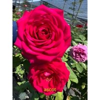 Chậu hoa hồng Ascot
