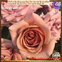 Chậu hoa hồng KOKO LOCO màu cafe sữa✳️MiMa market