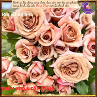 Chậu hoa hồng KOKO LOCO màu cafe sữa️🔖Siêu Thị Hoa