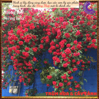 Chậu hoa hồng leo đỏ Valentine ’s Day🔮Top Loài Hoa Đẹp Nhất Thế Giới
