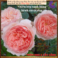 Chậu hoa hồng leo mơ Abraham Darby 💍Hoa Mười Giờ Bonsai & Phụ Kiện