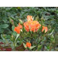 Chậu Hoa Hồng tỉ muội đẹp.-bầu to lớn, cây trưởng thành trưởng thành