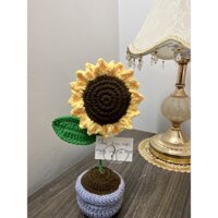 Chậu hoa hướng dương cao 25cm dễ thương