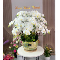Chậu Hoa lan cao su cao cấp( Hoa nhà Thuỷ)- Chậu tre xuất khẩu