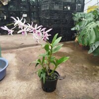 Chậu Hoa Lan Dendro ( sẵn hoa .hàng đẹp)