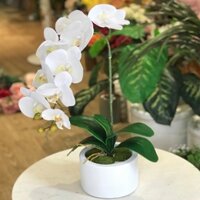 Chậu hoa lan hồ điệp 1 cành