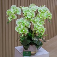 Chậu Hoa Lan Hồ Điệp Cao Su Màu Xanh Cốm
