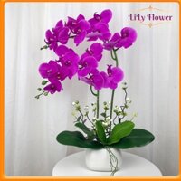 Chậu Hoa Lan Hồ Điệp Giả 2 Nhánh Cao 60cm Hoa Giả Trang Trí Phòng Khách Decor Nhà Cửa LL-39