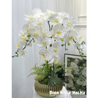 Chậu hoa lan hồ điệp giả mã HDG-068 - 5 Cây