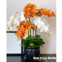 Chậu hoa lan hồ điệp giả mã HDG - 055 - 5 Cây