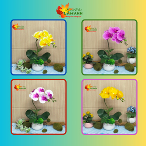 Chậu hoa lan hồ điệp vải tím