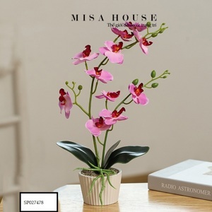 Chậu hoa lan hồ điệp vải tím