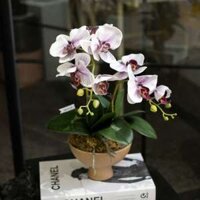 Chậu hoa Lan Tiểu Hồ Điệp giả cao cấp trang trí nhà cửa – 2 cành lan cắm trang trí bàn làm việc, kệ tủ siêu đẹp