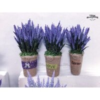 Chậu hoa Lavender Vintage Số 51 tttm