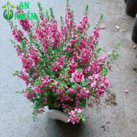 Chậu Hoa Lưu Ly