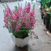 Chậu Hoa Lưu Ly