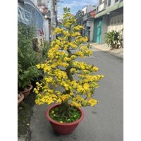 CHẬU HOA MAI BONSAI CAO 1M65-GIÁ RẺ SỐ 1 THỊ TRƯỜNG