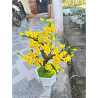 Chậu hoa mai tết kẽm nhung size 45cm