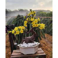 Chậu hoa mai vàng kẽm nhung