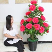 Chậu Hoa Mẫu Đơn Cao 1m2