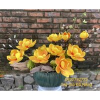 Chậu Hoa Mộc Lan Vàng