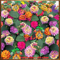 Chậu Hoa Ngũ Sắc HỒNG KEM giống đứng trâm ổi thơm ngát KHÔNG GIAO XA⌛Hoa Mười Giờ Mỹ Kép Siêu Hoa