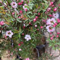 Chậu hoa Nhất chi mai - Cây tùng tuyết mai - Cây đang sum hoa và nụ