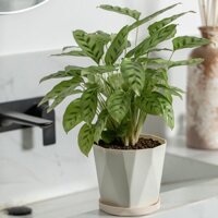 Chậu hoa nhựa có khay Nhựa Chậu hoa đơn giản Phong cách Bắc Âu Nhựa mọng nước Chậu hoa Cây xanh Chậu hoa lớn Gửi đất