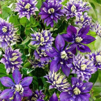 CHẬU HOA ÔNG LÃO TÍM  HANG ĐỘC LẠ CHO NGƯỜI VIỆT