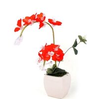 chậu hoa phalê lan hồ điệp