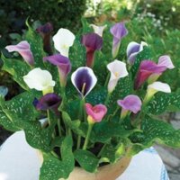 chậu hoa rum , đủ màu hoa, size chậu to, gửi đi nguyên chậu