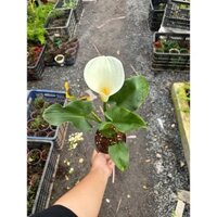 CHẬU HOA RUM TRẮNG, HOA SƯU TẦM # RUM TRẮNG DÒNG THÂN CAO TO & MÀU TRẮNG TINH KHIẾT_CHẬU ĐỂ BÀN SANG TRỌNG