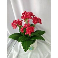 Chậu hoa sống đời đất sét