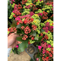 Chậu Hoa Sống Đời Mix - Hoa Mix Độc Đáo Với Màu Vàng Đỏ Tím - Size Chậu 15cm ( Thuần Khí Hậu) - Dễ Chăm Sóc