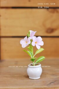 CHẬU HOA SỨ MINI