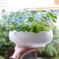 Chậu Hoa Sứ Trắng Mini Hình Bát Tròn Đơn Giản Sáng Tạo