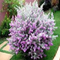 Chậu hoa Tuyết sơn phi hồ hoa lạ cho cảnh quan