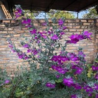 CHẬU HOA TUYẾT SƠN PHI HỒ (TUYẾT SƠN PHI HỒNG), đủ màu, MÀU TÙY CHỌN - nchtsphhg - btd86xt