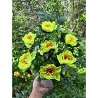 Chậu hoa vải Mẫu Đơn -1 chậu như hình